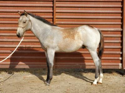Dry Ash Bartender JW <BR> AQHA PENDING